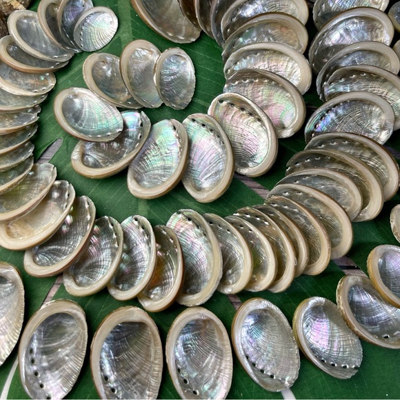 15 ABALONE SEASHELLS MIXED LOT CRAFTING DIY NAUTICAL COASTAL BEACH HOME DECOR - Picture 11 of 16